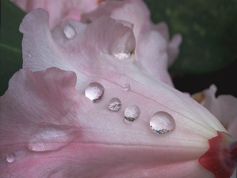 raindrops on bloom